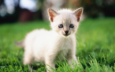 站在户外草坪上的蓝眼浅米色奶猫