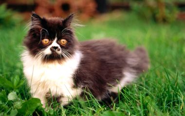 Fluffy Black White Persian Kitten On Green Lawn