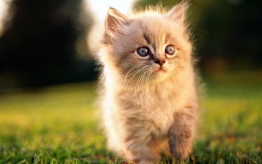 午后逆光草地上的蓝眼睛长毛小奶猫