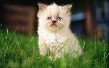 户外草地上的蓝眼睛白色长毛奶猫
