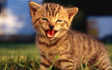 Grinning Tabby Kitten On Outdoor Lawn