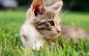 Cute Tabby Kitten Resting On Green Lawn Closeup
