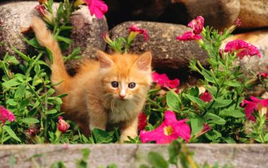 庭院花丛中的橘色小奶猫