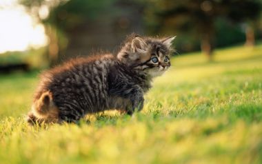 午后阳光下草坪上的虎斑小奶猫