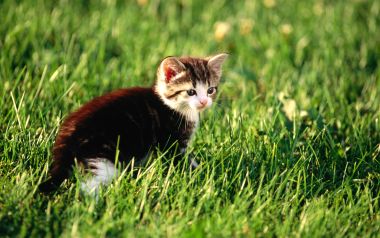 Cute Tabby Kitten On Sunny Green Lawn