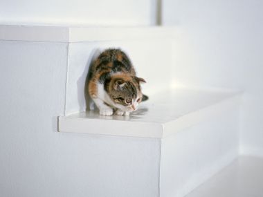 Calico Kitten Crouching On White Indoor Stairs