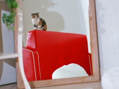 Cute Calico Kitten Standing On Red Leather Sofa Home Pet Photography