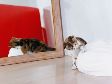 居家歪头三花小猫与落地镜倒影