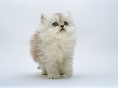 Fluffy White Blue Eyed Long Haired Kitten Photo