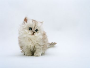 Fluffy Milky White Blue Eyed Kitten Plain White Background Portrait