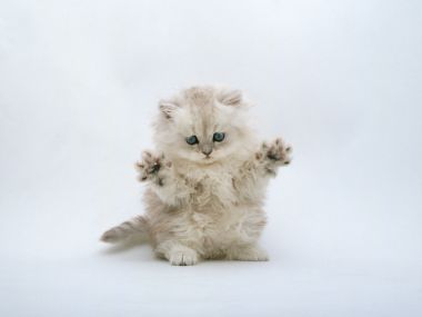 Fluffy Blue Eyed Long Haired Kitten Raise Paws Cute Portrait