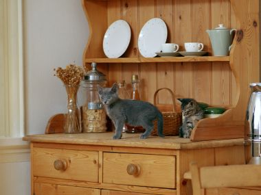 Two Cute Kittens On Home Kitchen Wooden Sideboard