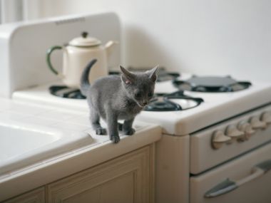 Cute Grey Kitten On Vintage Kitchen Stove