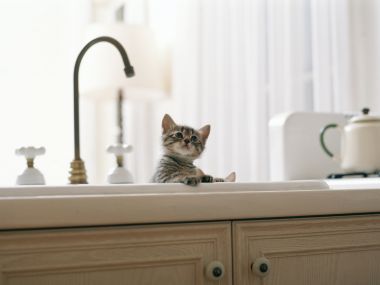 Tabby Kitten Peeking Out From Kitchen Sink