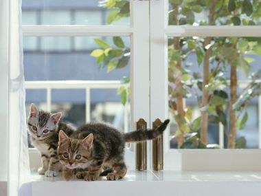 Two Tabby Kittens On Sunny Home Window Sill