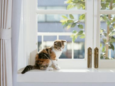 居家窗边沐浴阳光的三花折耳猫