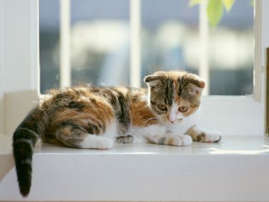 午后窗边晒太阳的三花折耳小猫