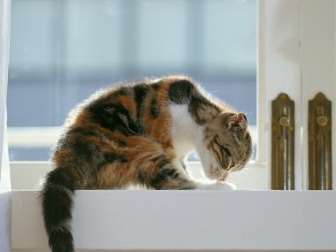 阳光窗台正在舔毛的三花猫