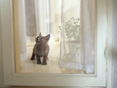 窗边抬头张望的灰色小奶猫 居家治愈萌宠壁纸