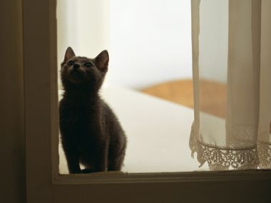 窗边抬头仰望的蓝灰色小猫 暖调居家萌宠摄影