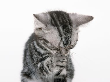 Cute Silver Tabby Kitten Licking Paw Closeup Wallpaper