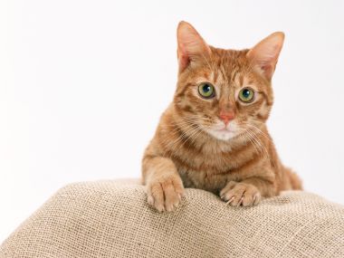 趴在麻布垫上的橘色虎斑猫 纯白背景宠物写真壁纸