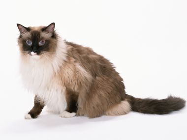 Ragdoll Cat Portrait Photo On Plain White Background