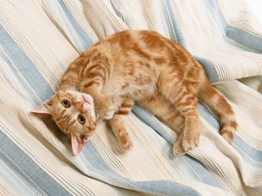 蓝白条纹床单上歪头卖萌的橘虎斑猫