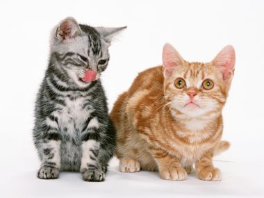 Two Cute Tabby Kittens Studio Photo White Background