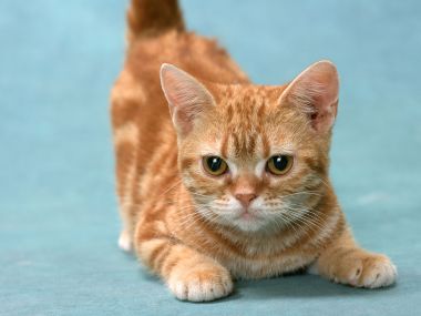 Cute Orange Tabby Cat Closeup On Light Blue Background