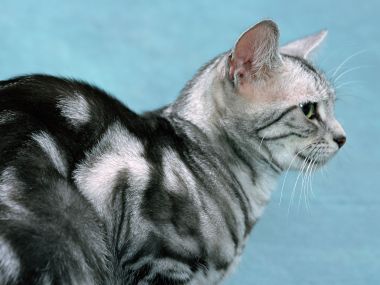 Silver Tabby American Shorthair Cat Profile Close Up