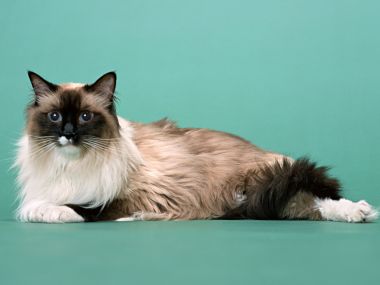 青绿色背景前趴卧的海豹重点色布偶猫肖像