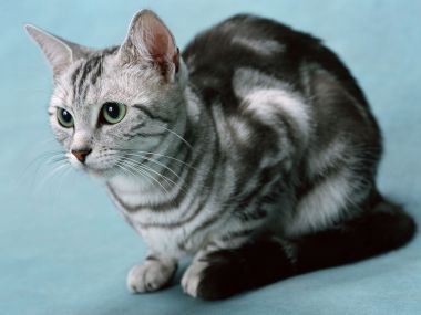 绿眼睛银虎斑美国短毛猫特写