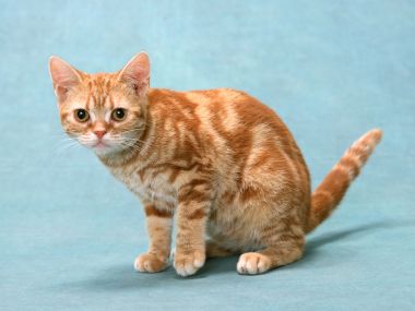 Orange Tabby Cat Studio Portrait On Light Blue Background
