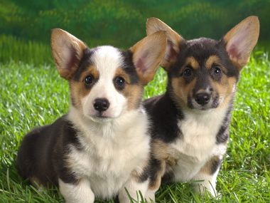 Two Cute Welsh Corgi Puppies On Grass