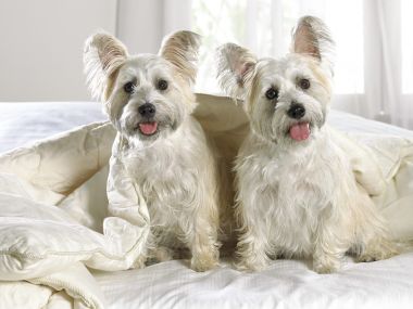 Two West Highland White Terriers On Bed