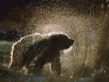 Alaska Brown Bear Shaking Water
