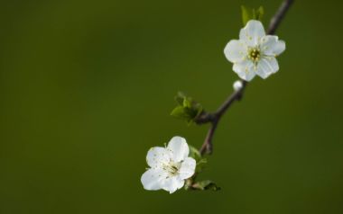 Garuna bor-bor拍摄的白色花朵枝条自然特写