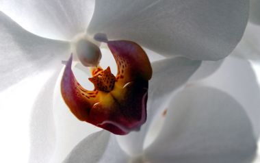 White Phalaenopsis Close Up Elegant Petals And Colorful Lip