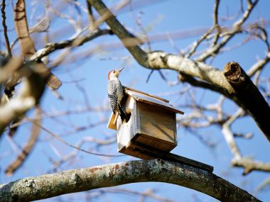 Woodpecker On A Wooden Birdhouse
