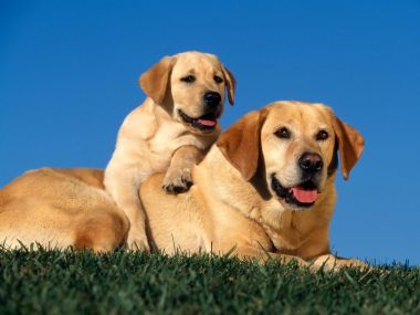 黄色拉布拉多犬幼犬与成年犬在草地上的温馨画面