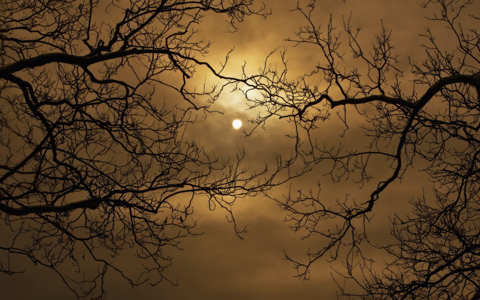 Silhouette Of Bare Tree Branches Against Moonlit Night Sky
