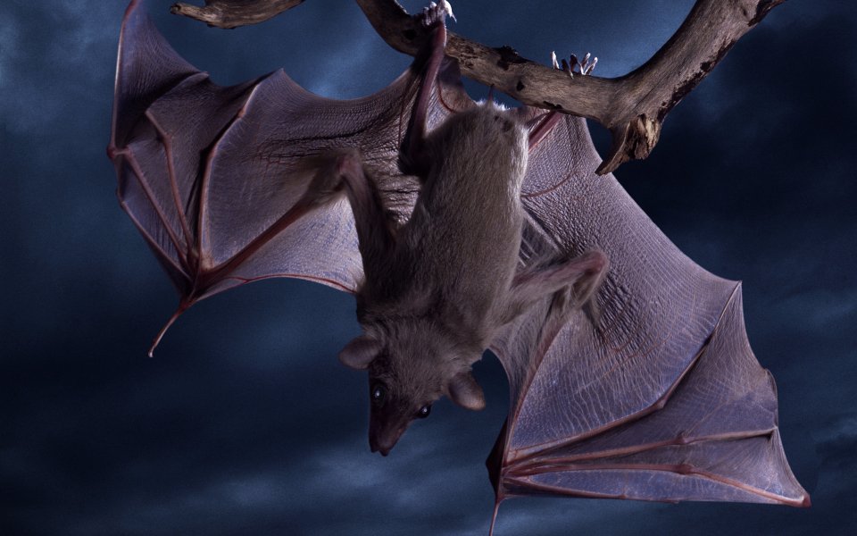 Bat Hanging Upside Down Branch Closeup