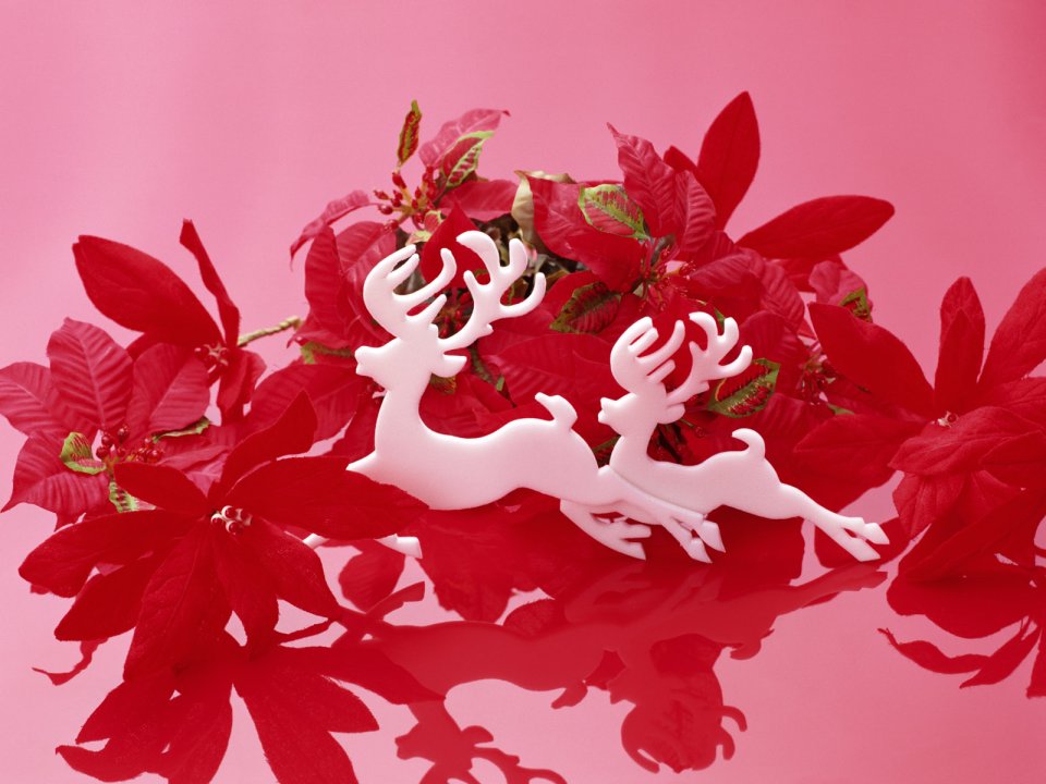 Red Background Poinsettia White Deer Silhouette