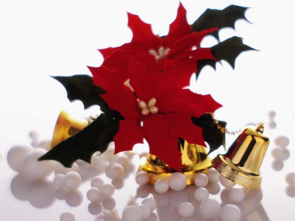 Christmas Poinsettia And Gold Bells Still Life