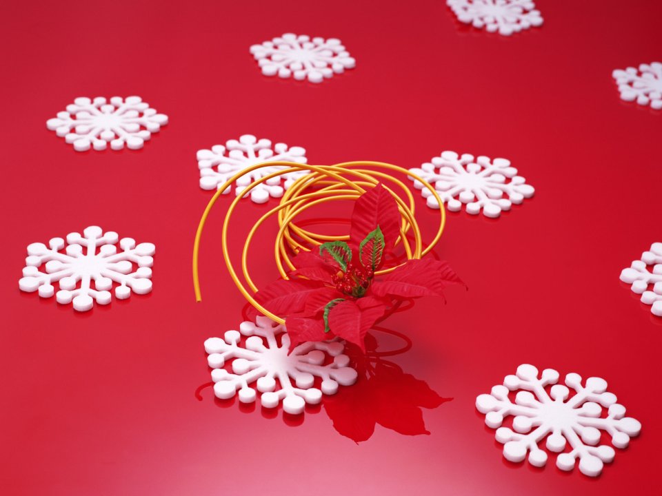 红色背景上的白色雪花与一品红圣诞静物摄影