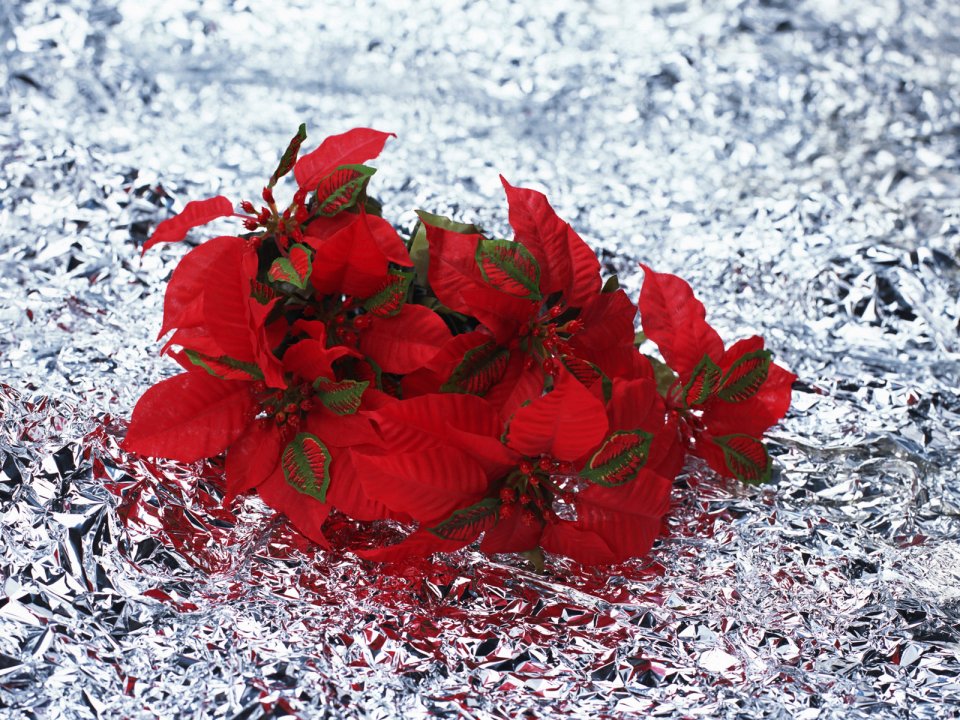 Poinsettia On Foil Background