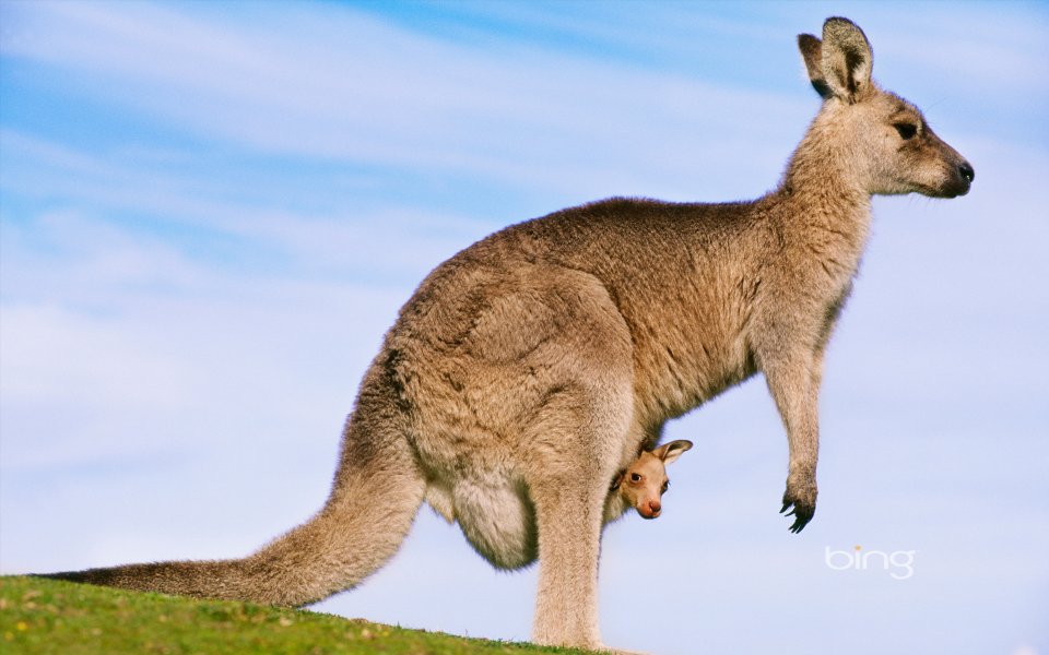 Australian Mother Kangaroo With Joey In Pouch