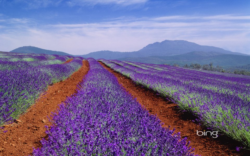 Australia Tasmania Lavender Field Sunny Idyllic Scenery