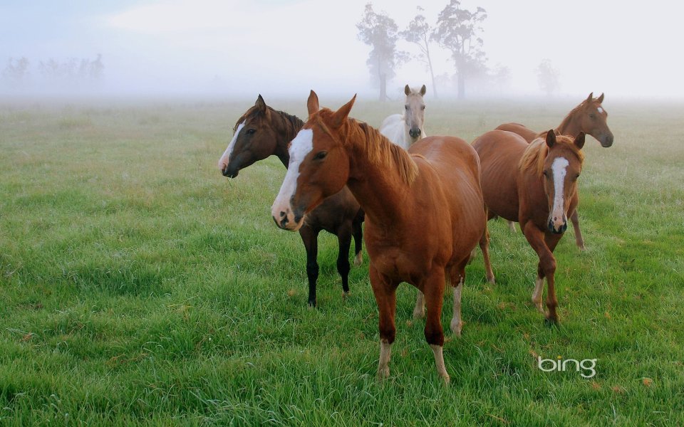 Five Horses In Misty Green Pasture At Early Morning